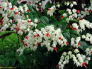 Clerodendrum Thomsoniae